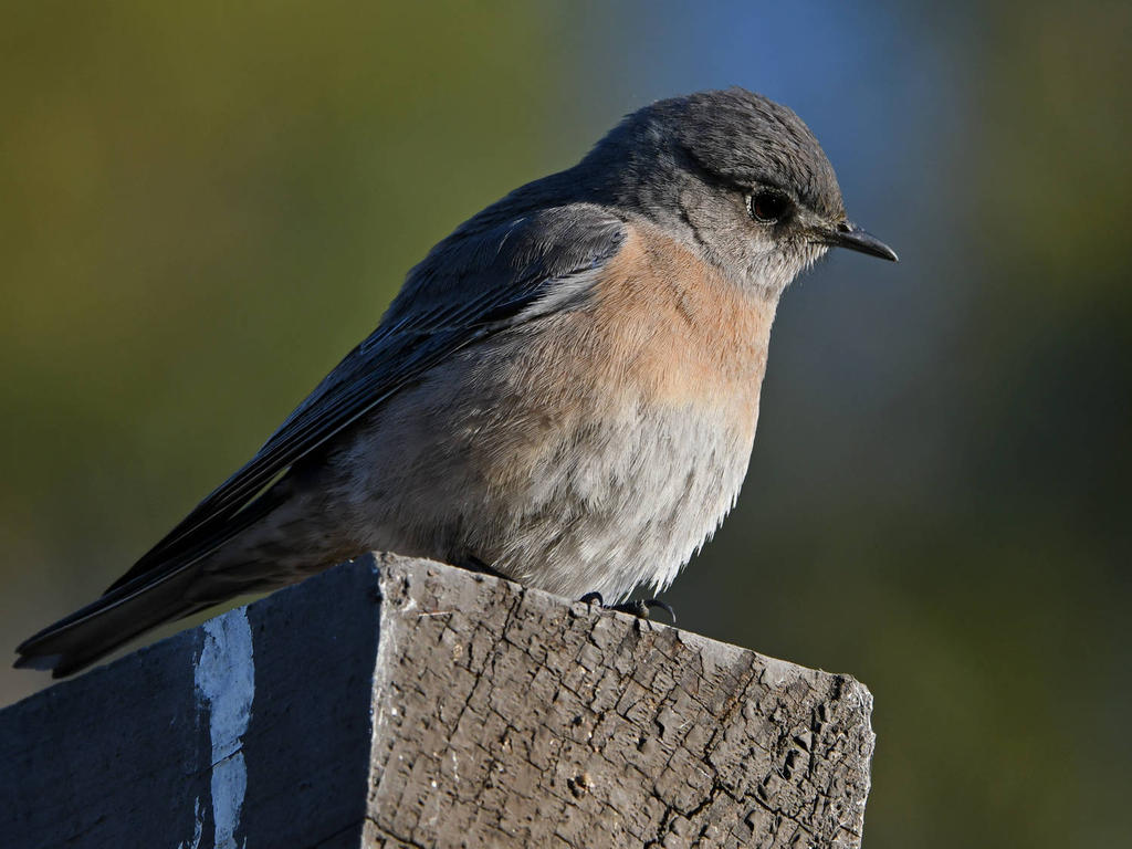 Bluebird5.jpg