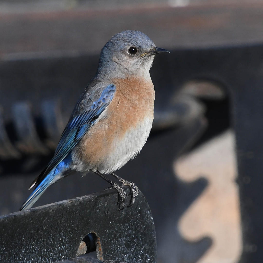 Bluebird5.jpg