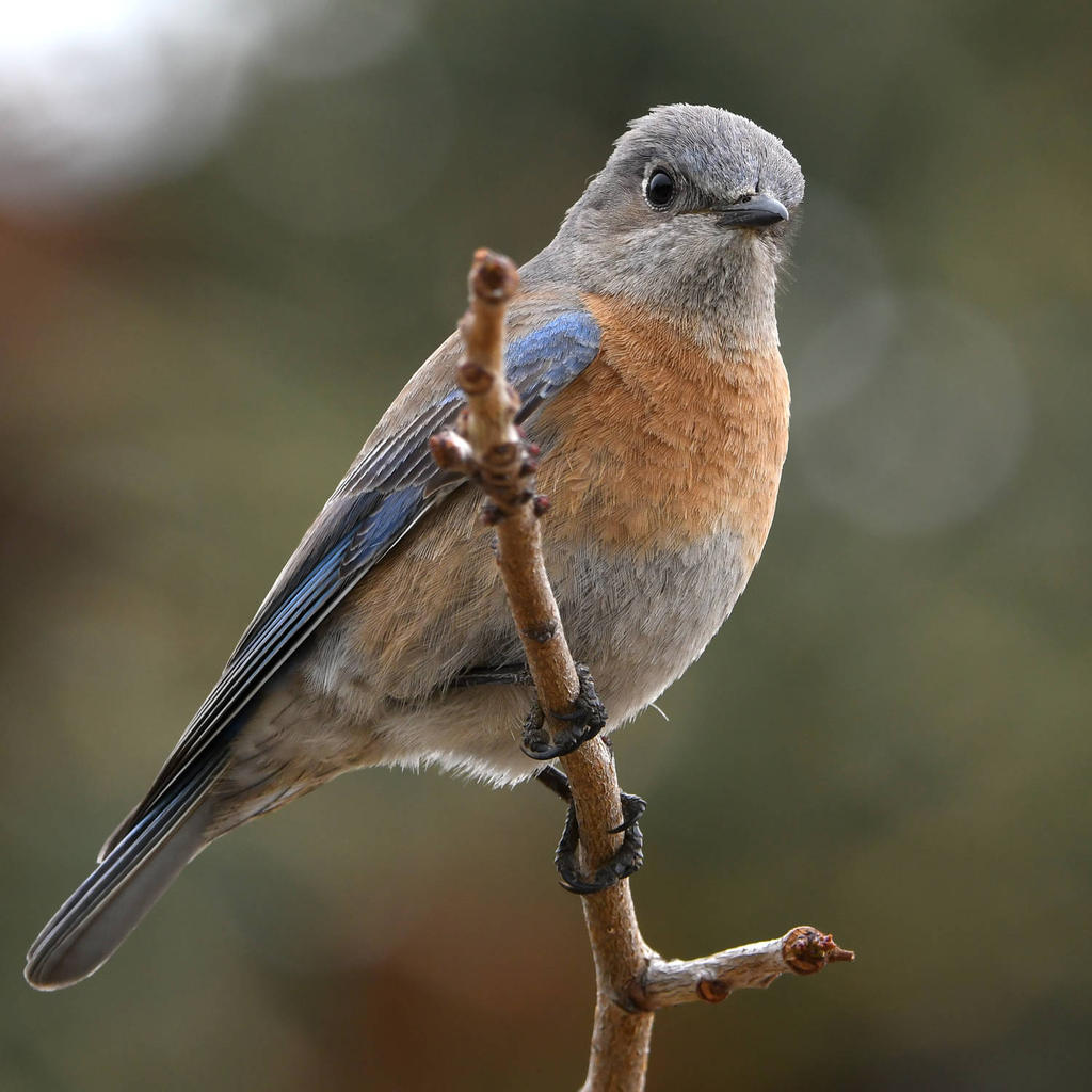 Bluebird5.jpg