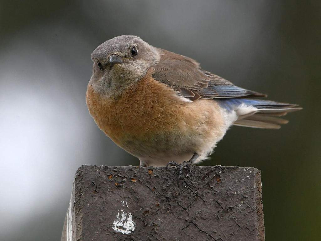 Bluebird5.jpg