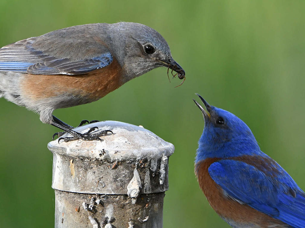 BlueBird5.jpg