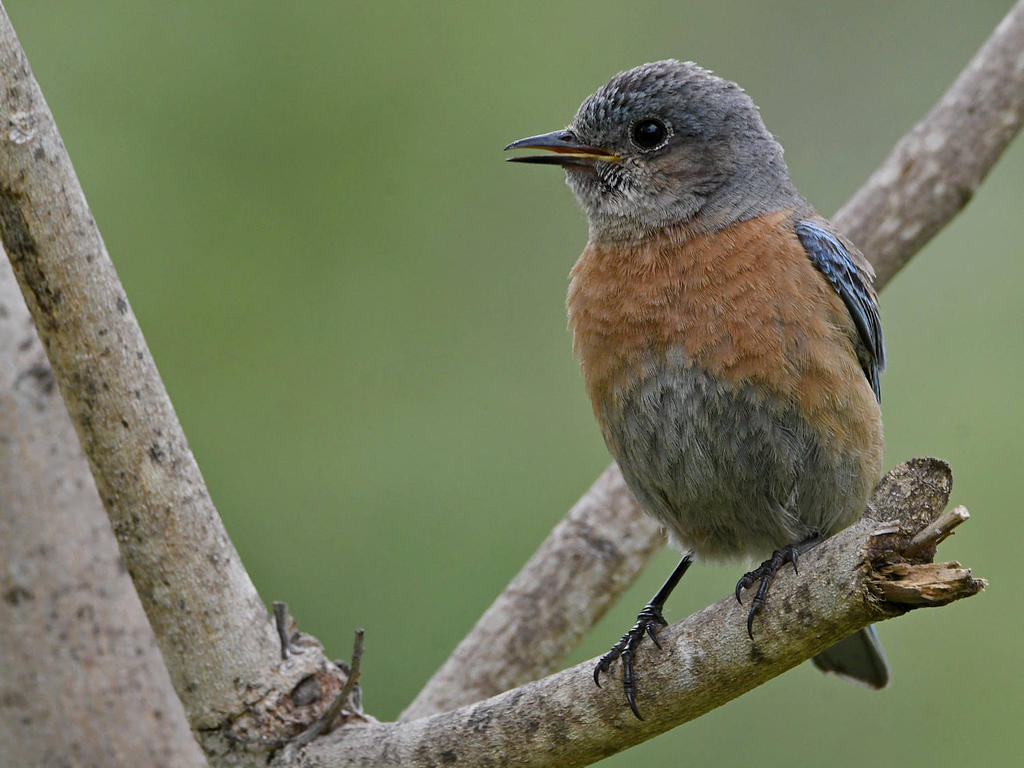 Bluebird5.jpg