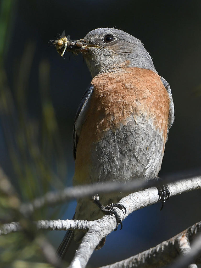 Bluebird5.jpg
