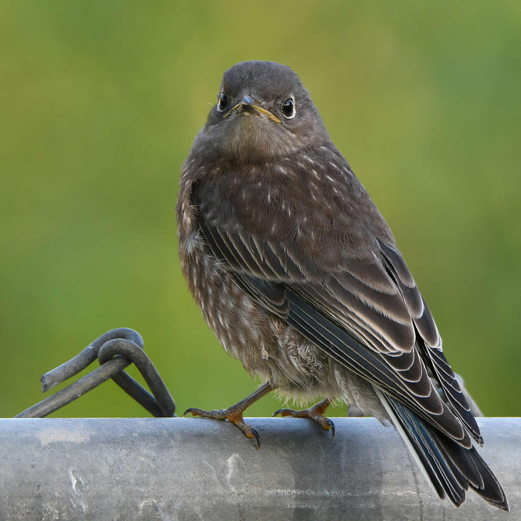 Bluebird5.jpg