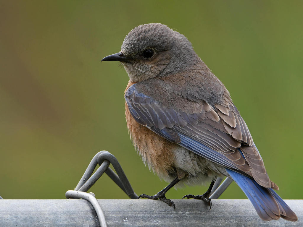 Bluebird5.jpg