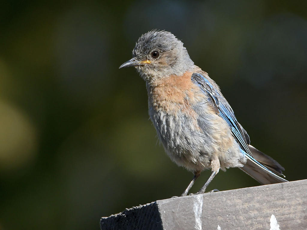 Bluebird5.jpg