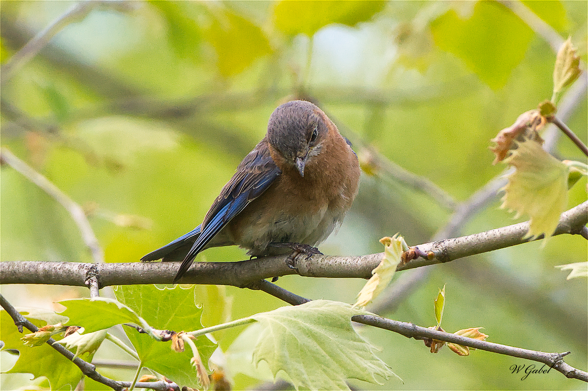 Bluebird5453 sm.jpg