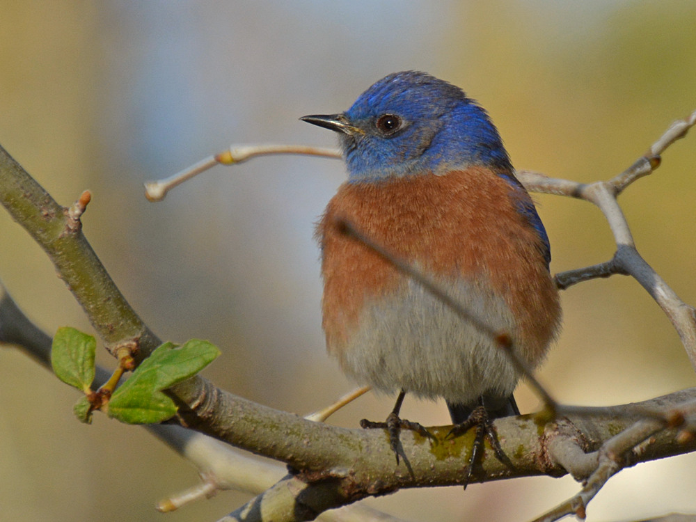 Bluebird6.jpg