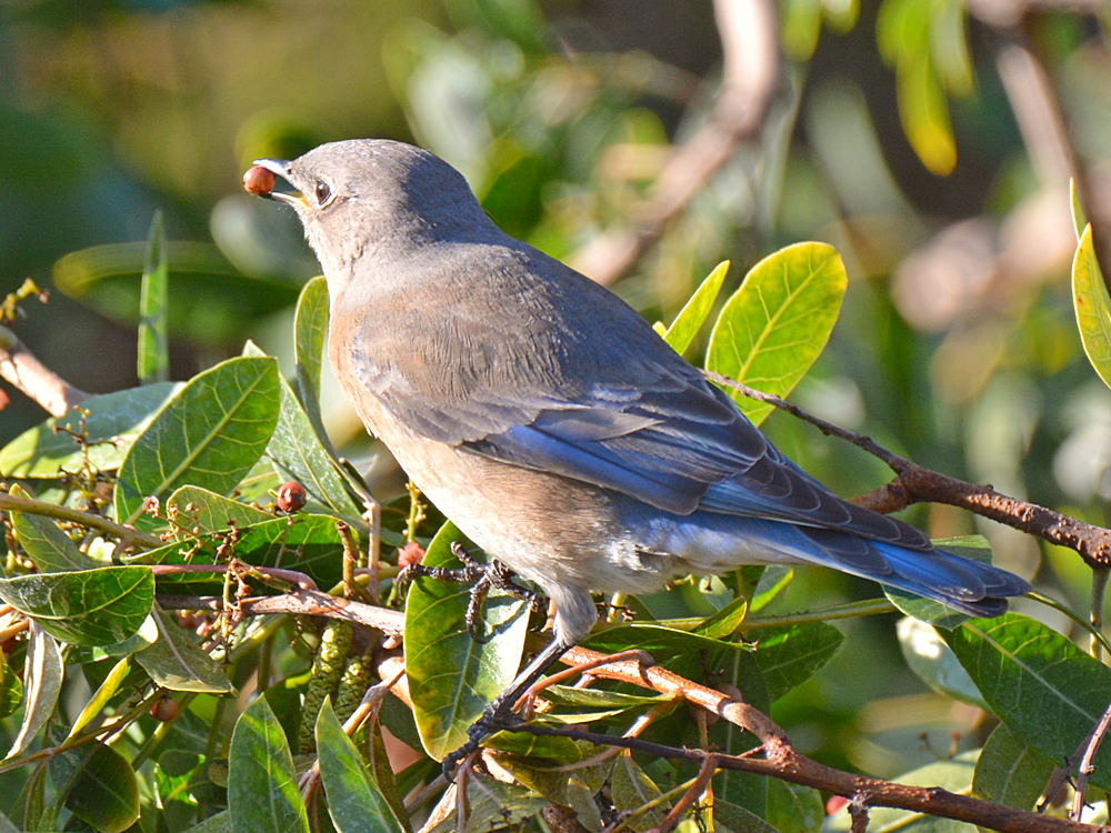 Bluebird6.jpg