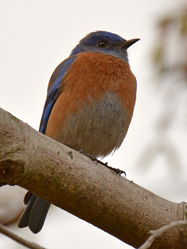 Bluebird6.jpg