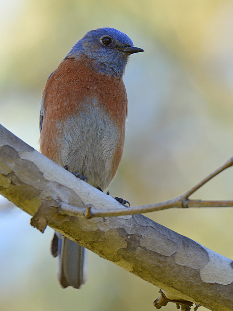 Bluebird6.jpg