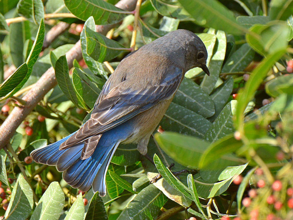 Bluebird6.jpg