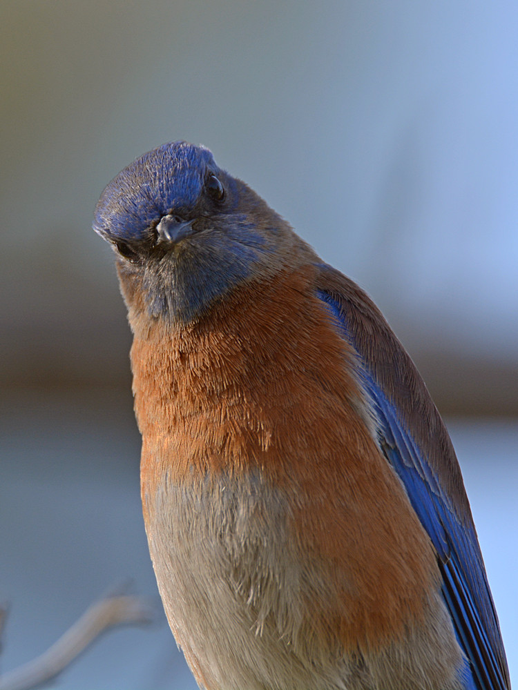Bluebird6.jpg