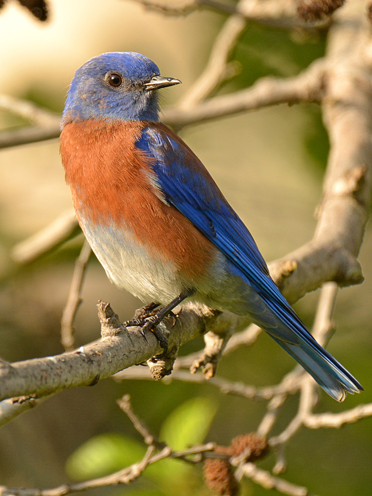 Bluebird6.jpg