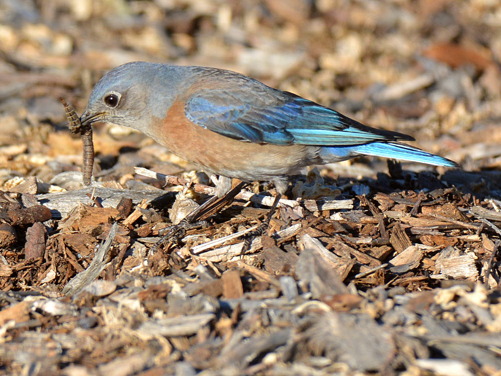 Bluebird6.jpg