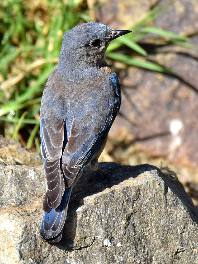 Bluebird6.jpg