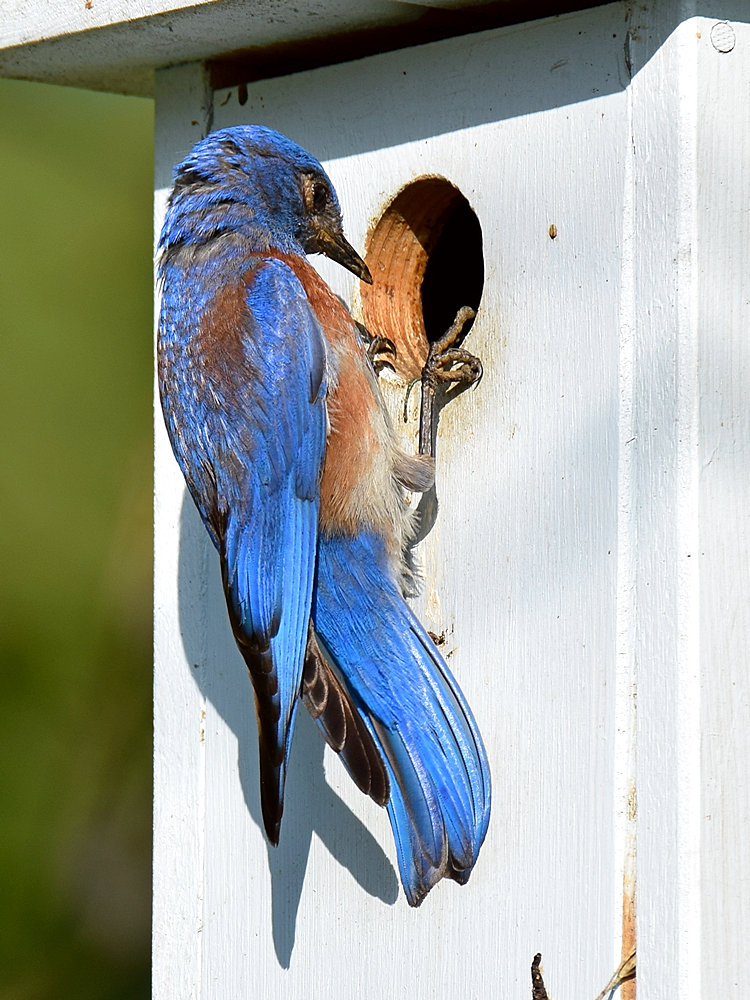 Bluebird6.jpg