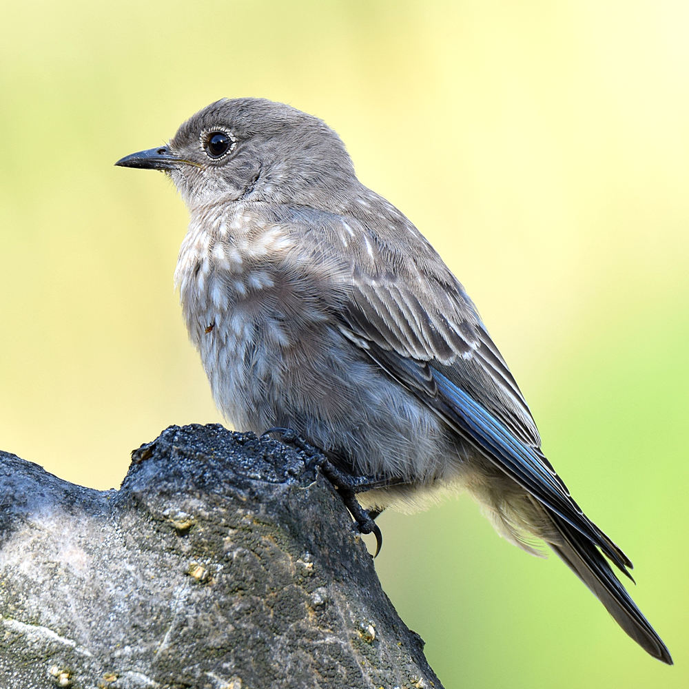 Bluebird6.jpg