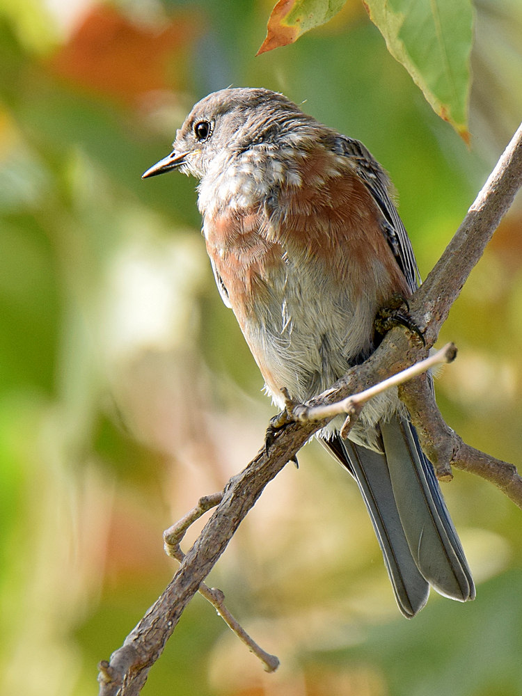 BlueBird6.jpg