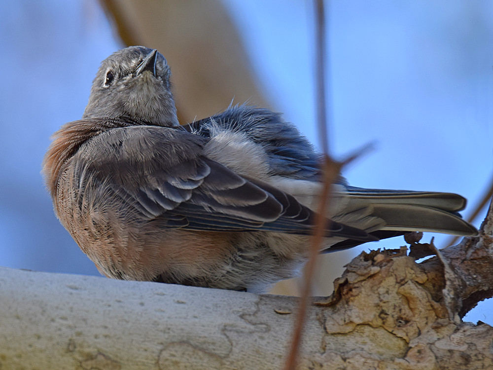 Bluebird6.jpg