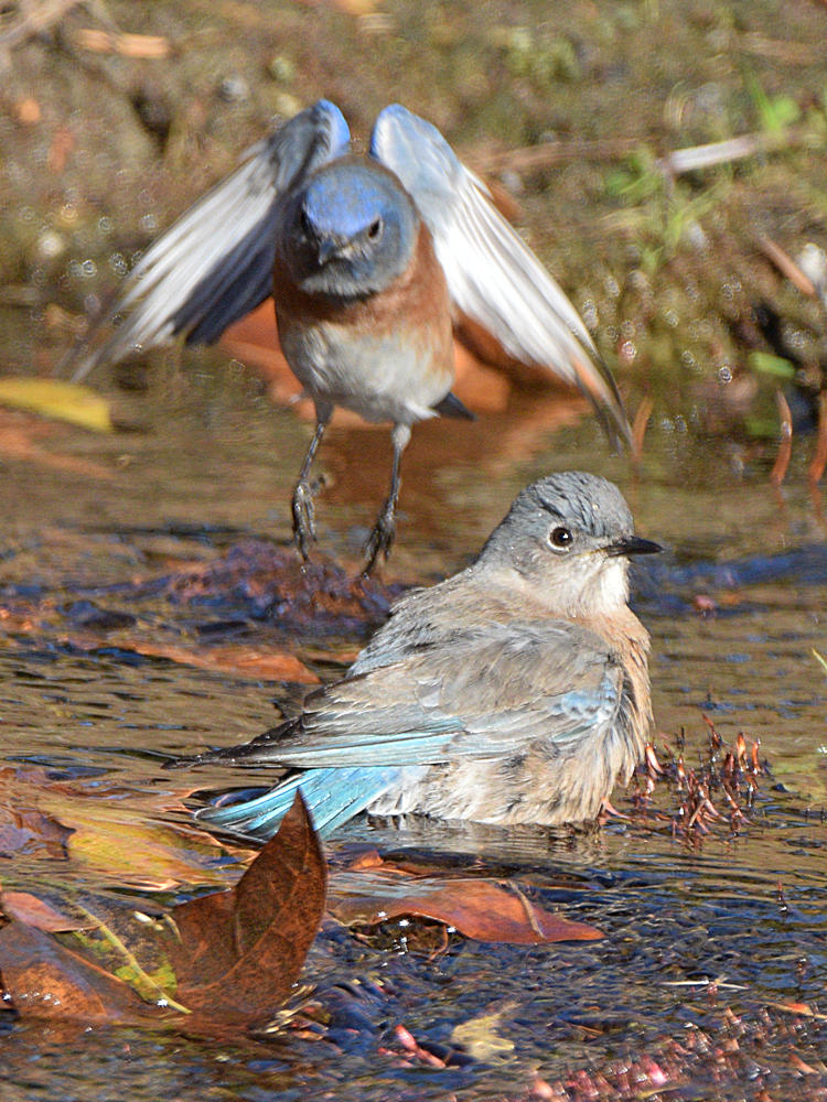 Bluebird6.jpg