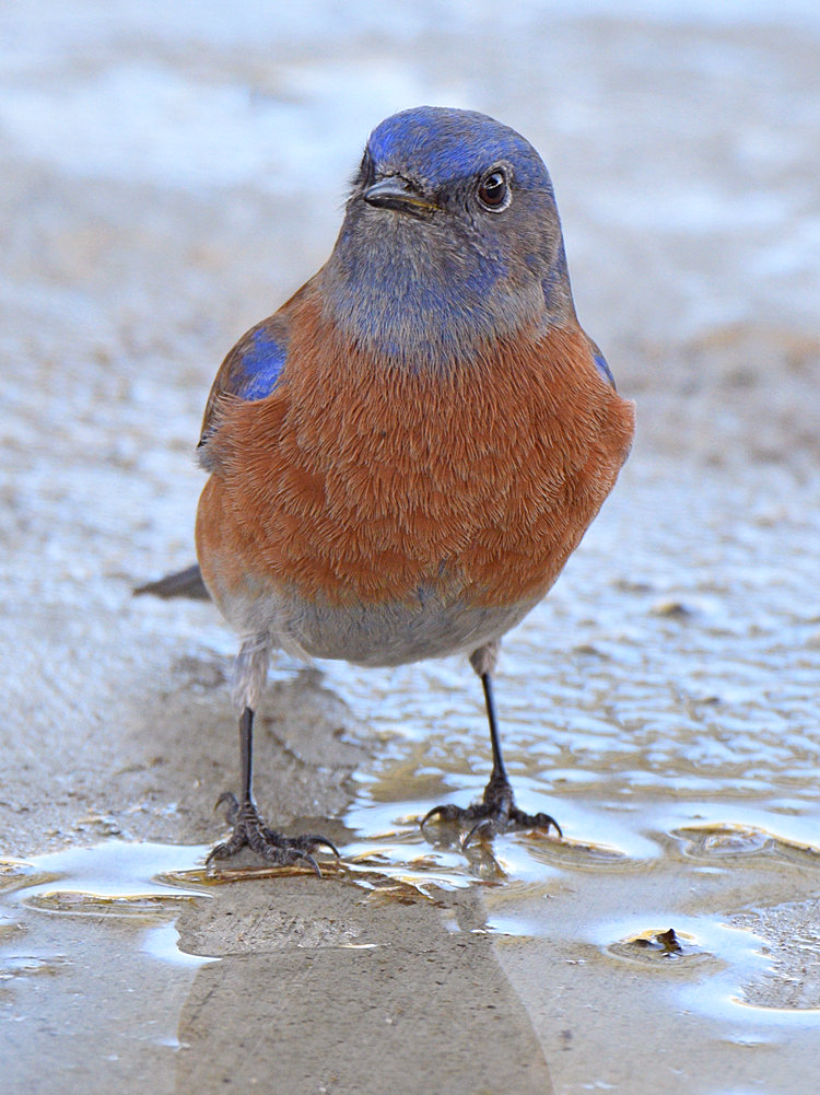 Bluebird6.jpg
