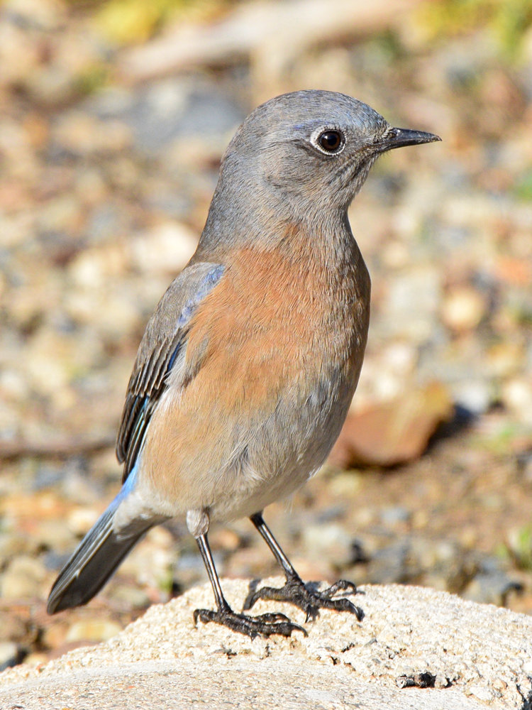 Bluebird6.jpg