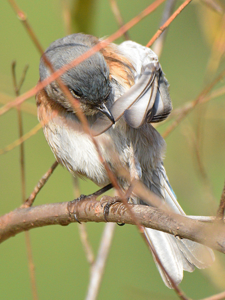 Bluebird6.jpg