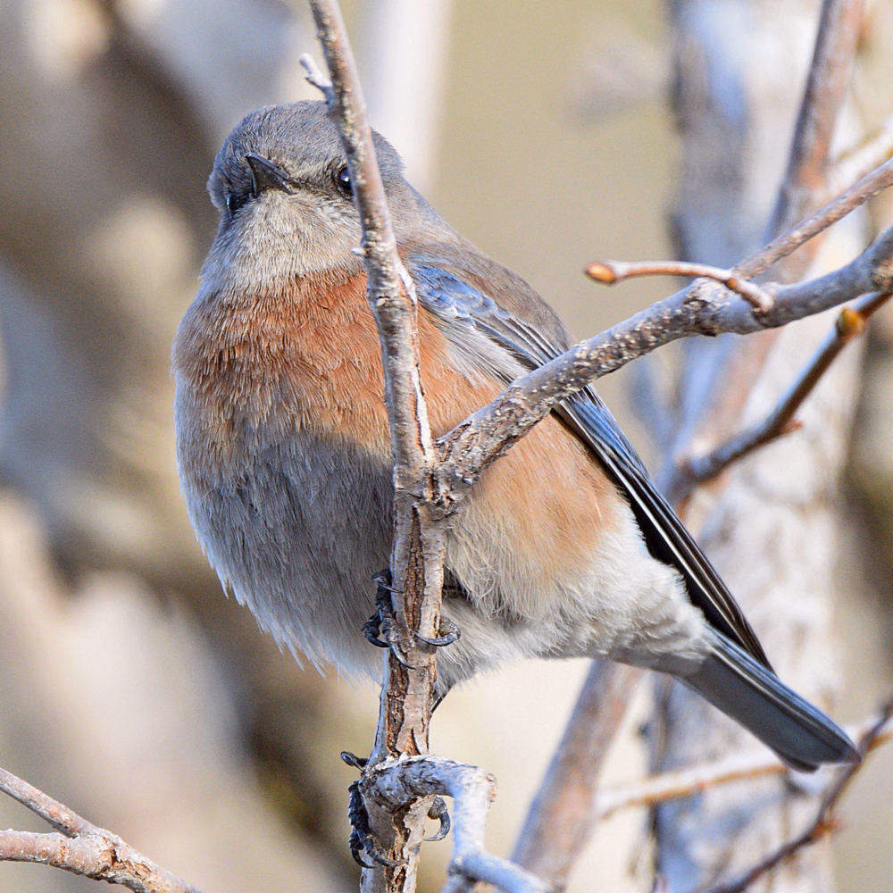 Bluebird6.jpg