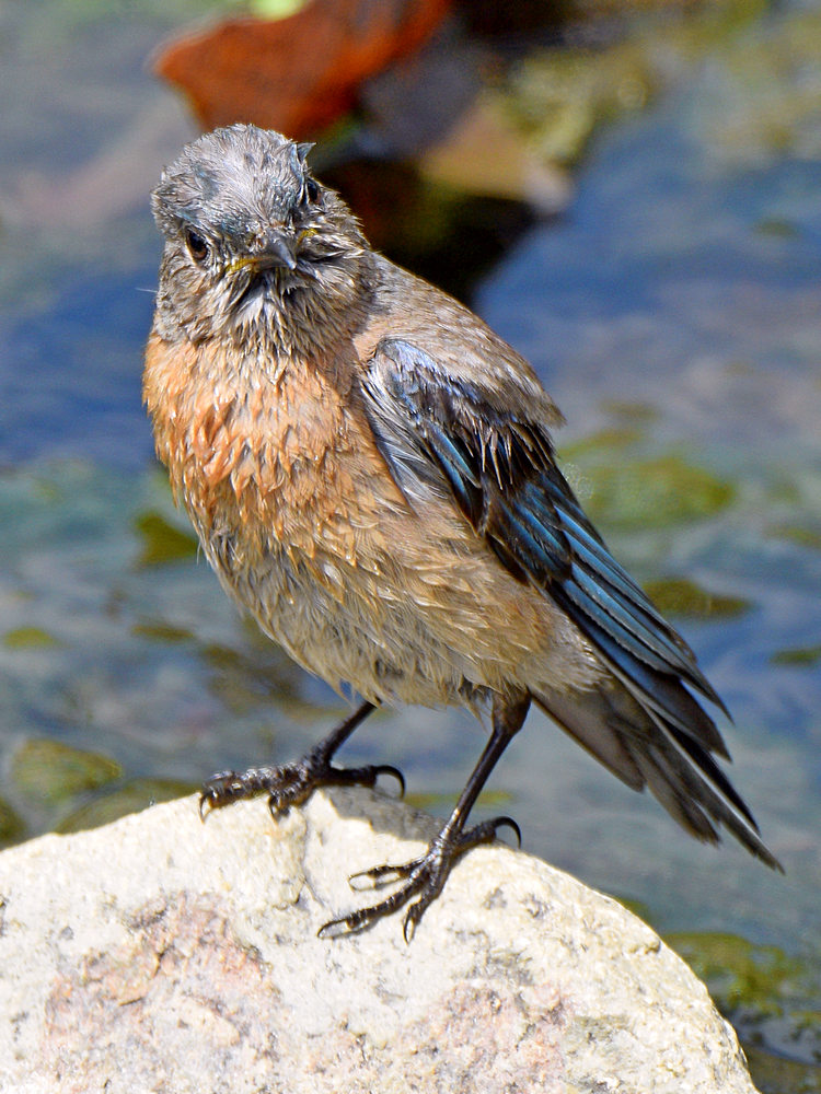 Bluebird6.jpg