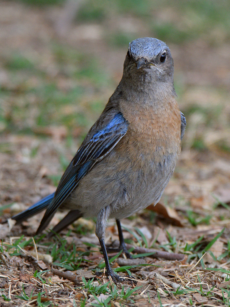 Bluebird6.jpg