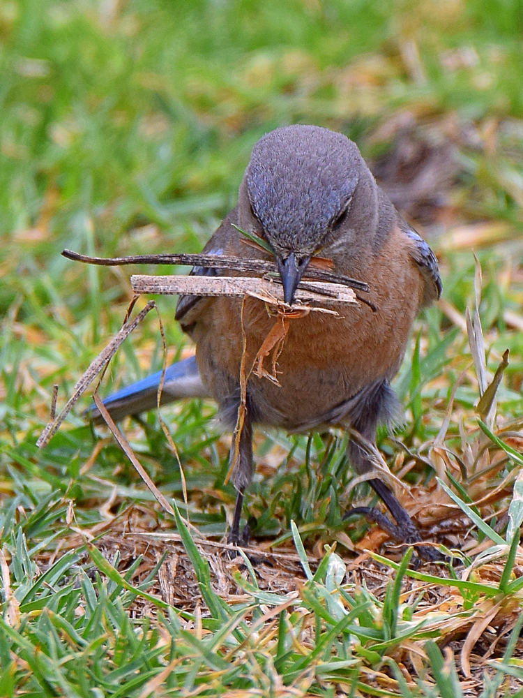 Bluebird6.jpg