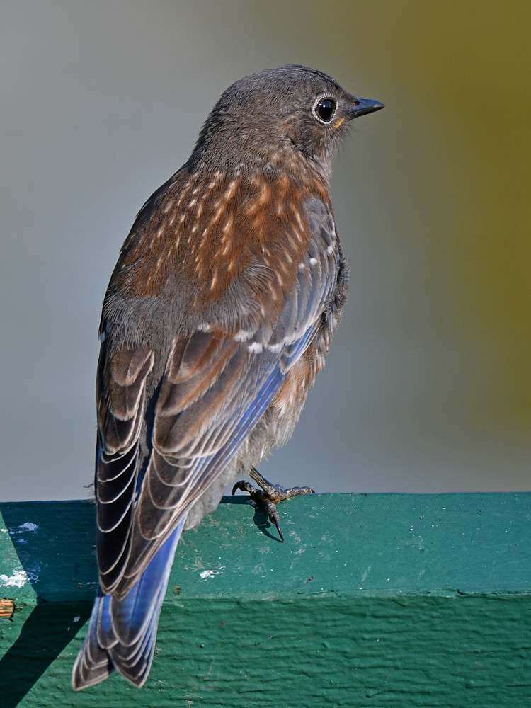 Bluebird6.jpg