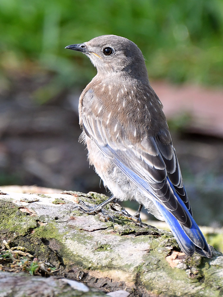 Bluebird6.jpg