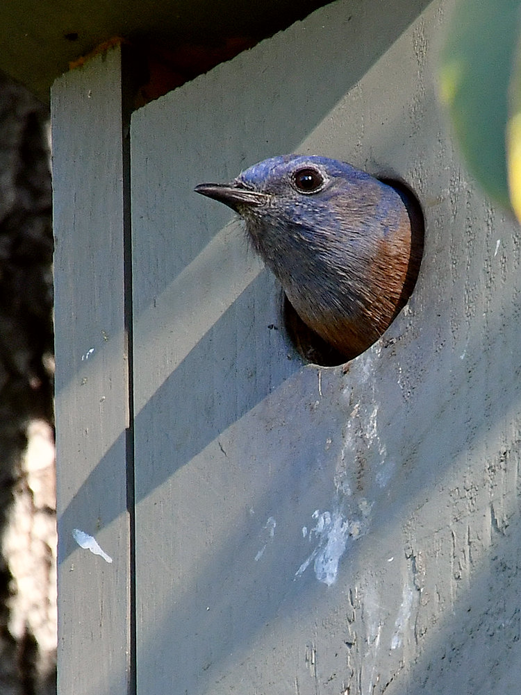 Bluebird6.jpg