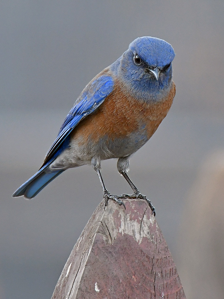 Bluebird6.jpg
