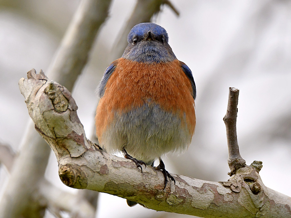 Bluebird6.jpg