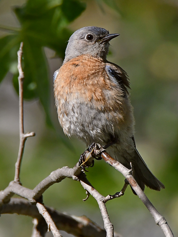 Bluebird6.jpg