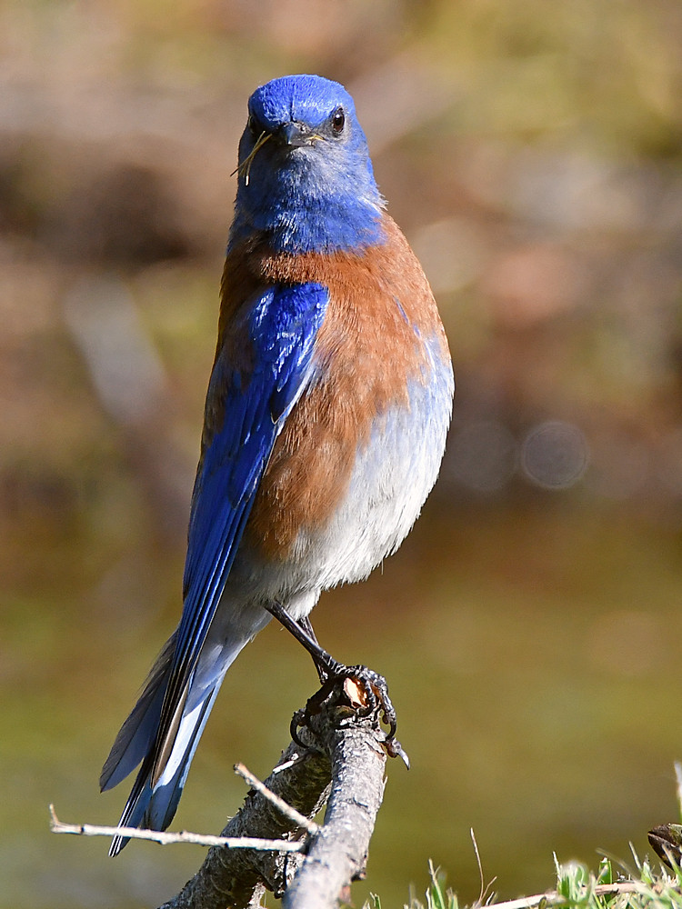 Bluebird6.jpg