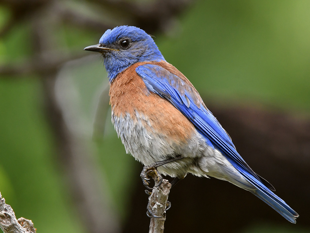 Bluebird6.jpg