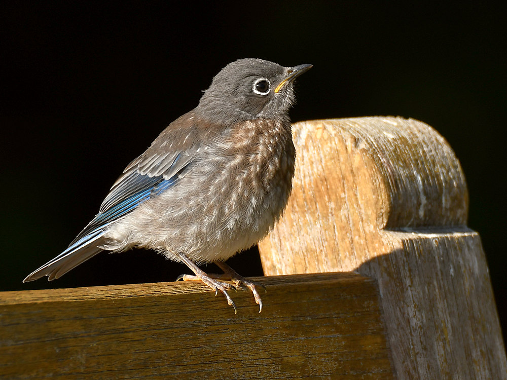 Bluebird6.jpg