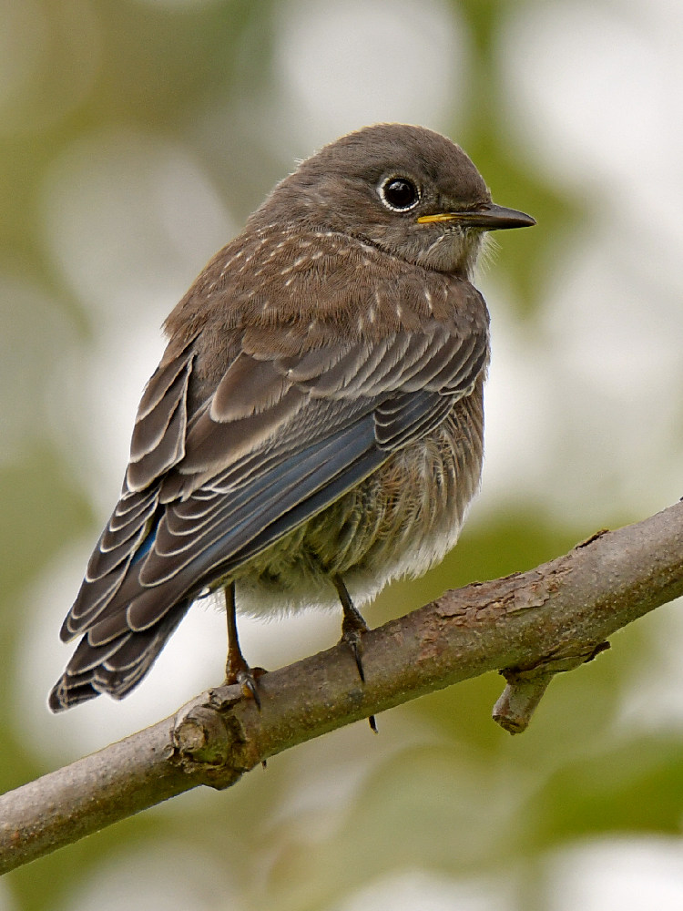 Bluebird6.jpg