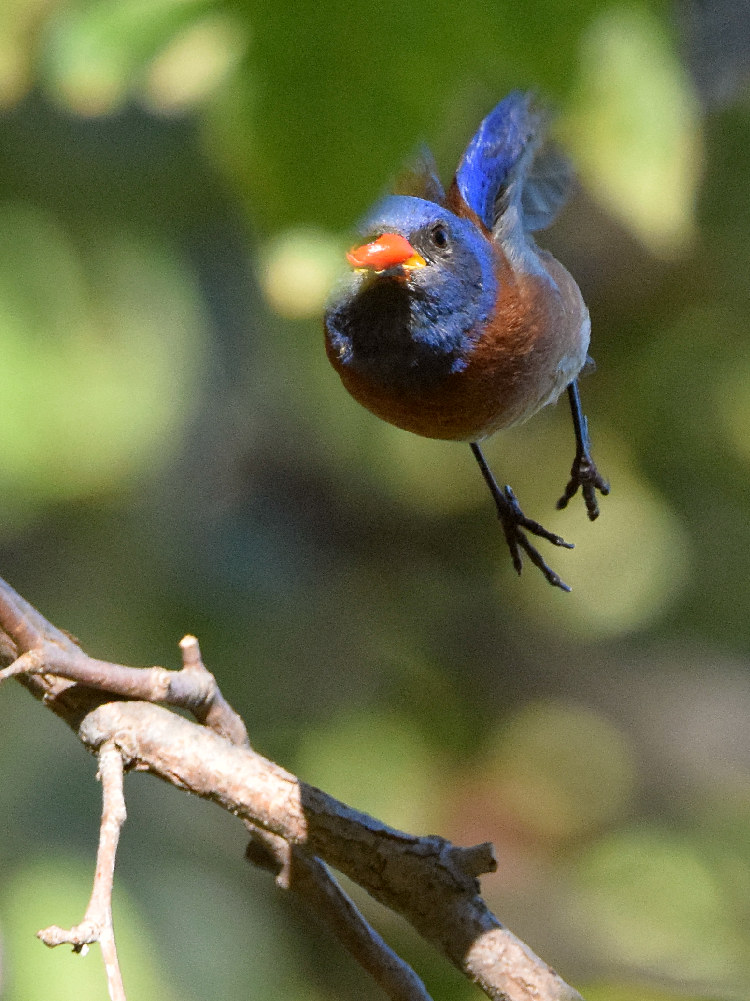 Bluebird6.jpg