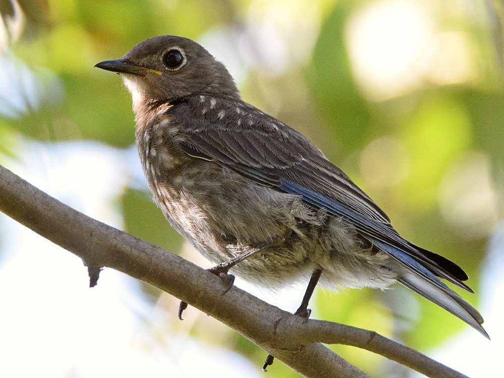 Bluebird6.jpg