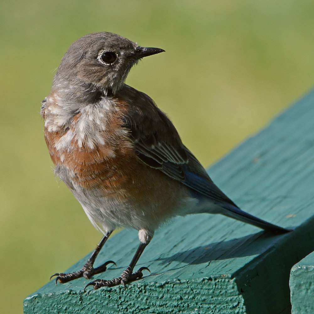 Bluebird6.jpg