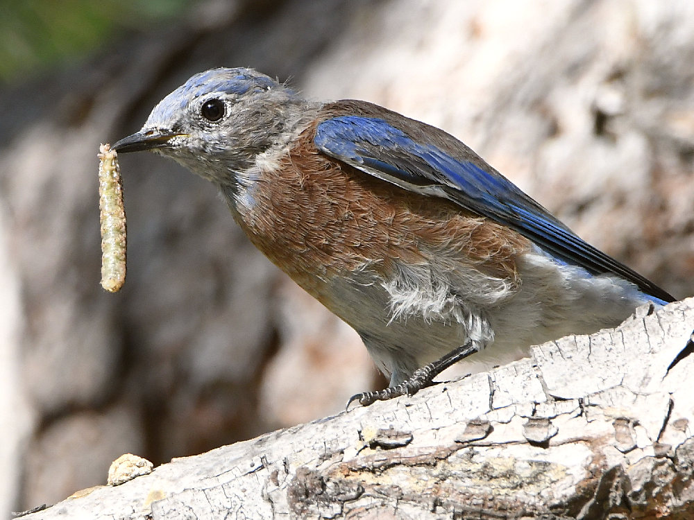 Bluebird6.jpg