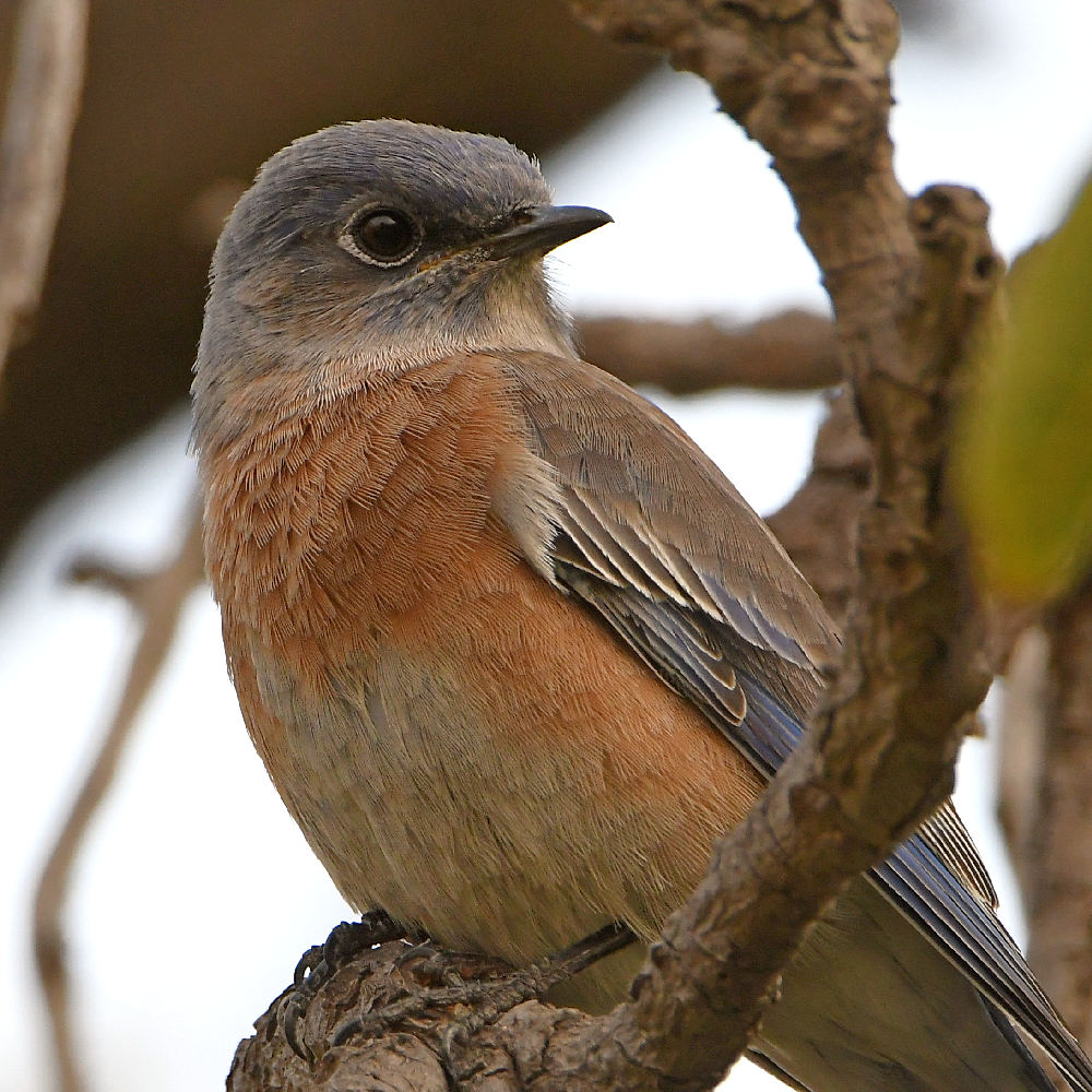 Bluebird6.jpg