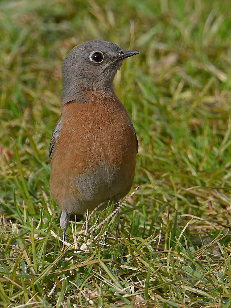 Bluebird6.jpg