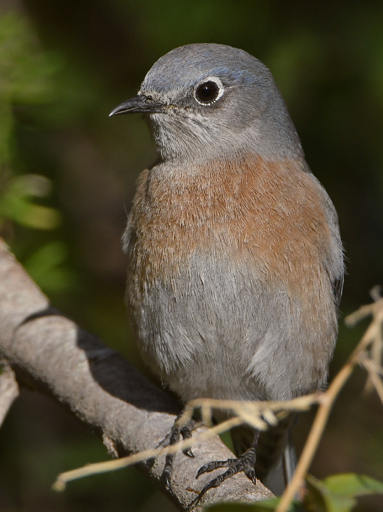 Bluebird6.jpg