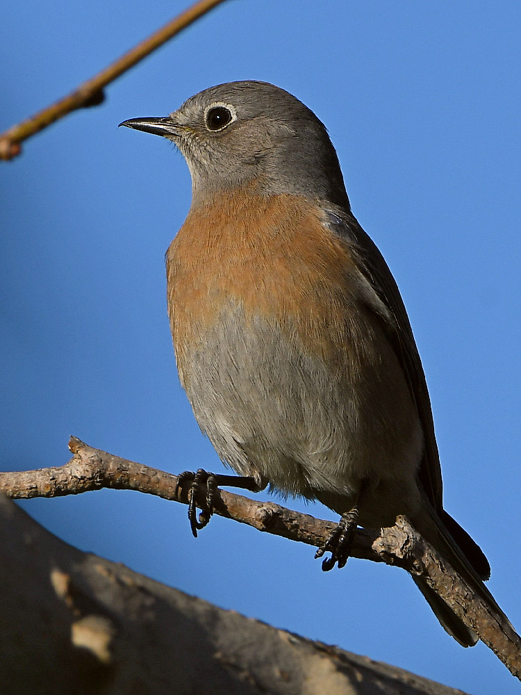Bluebird6.jpg